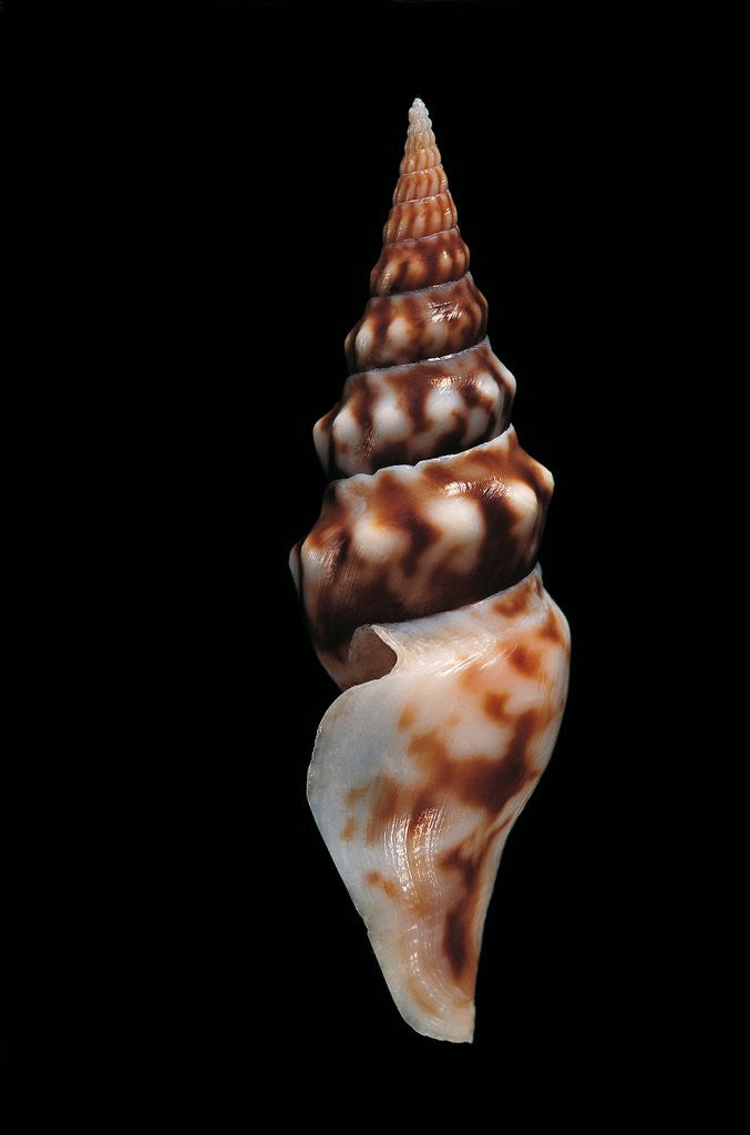 Detail of Tiariturris spectabilis by Anonymous