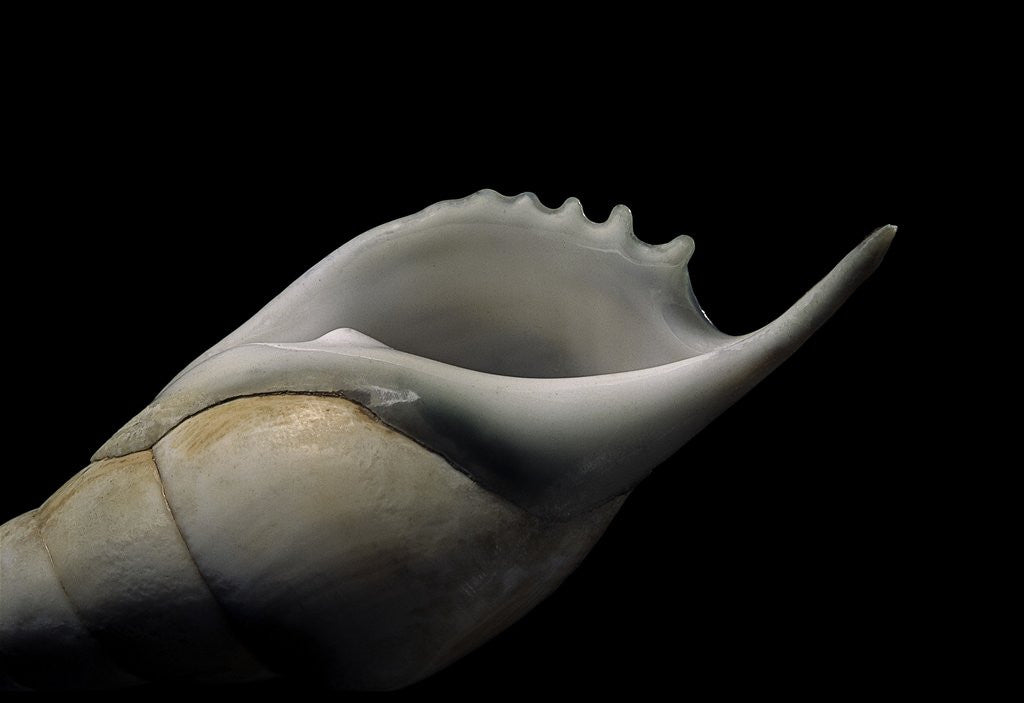 Detail of Tibia curta by Anonymous