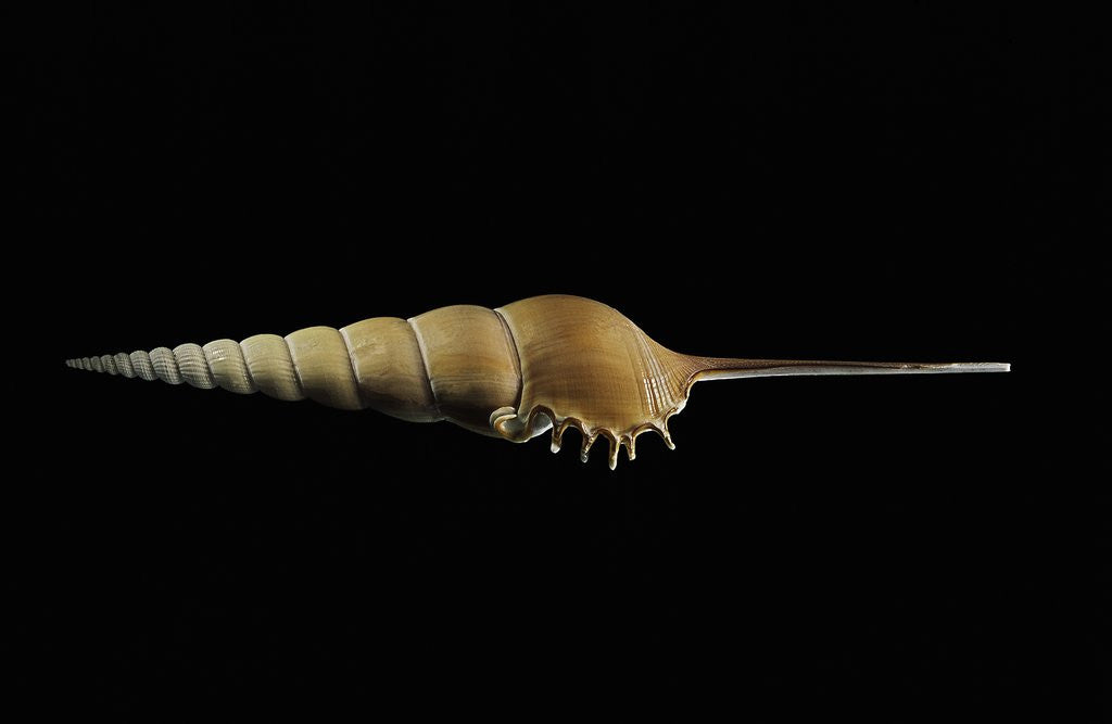 Detail of Tibia fusus by Anonymous