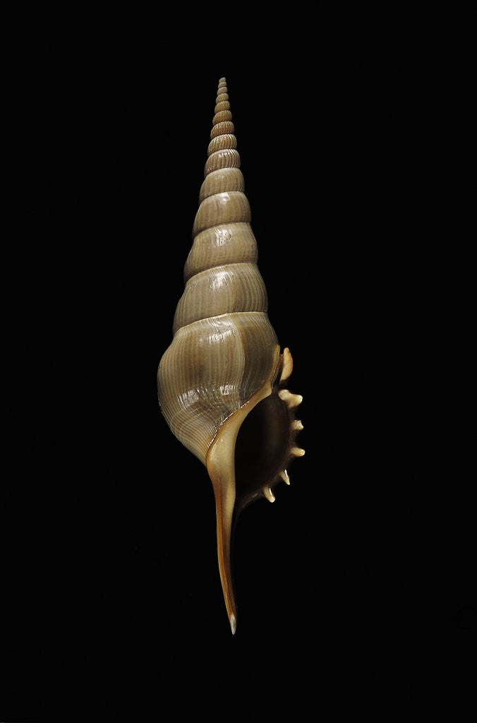 Detail of Tibia fusus melanocheilus by Anonymous