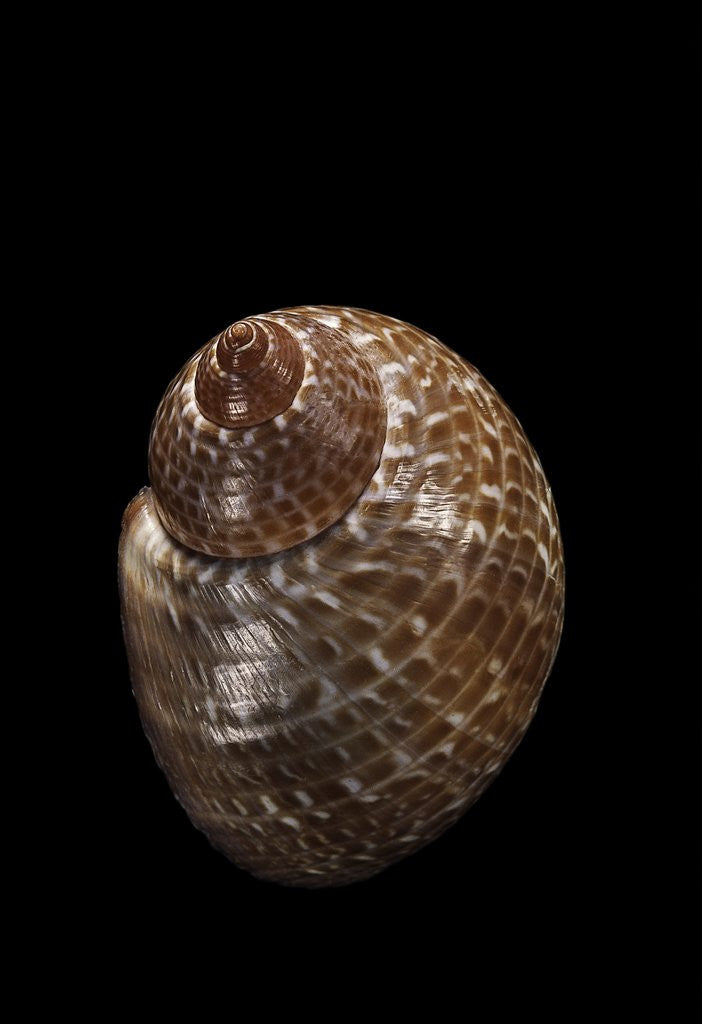 Detail of Tonna perdix by Anonymous