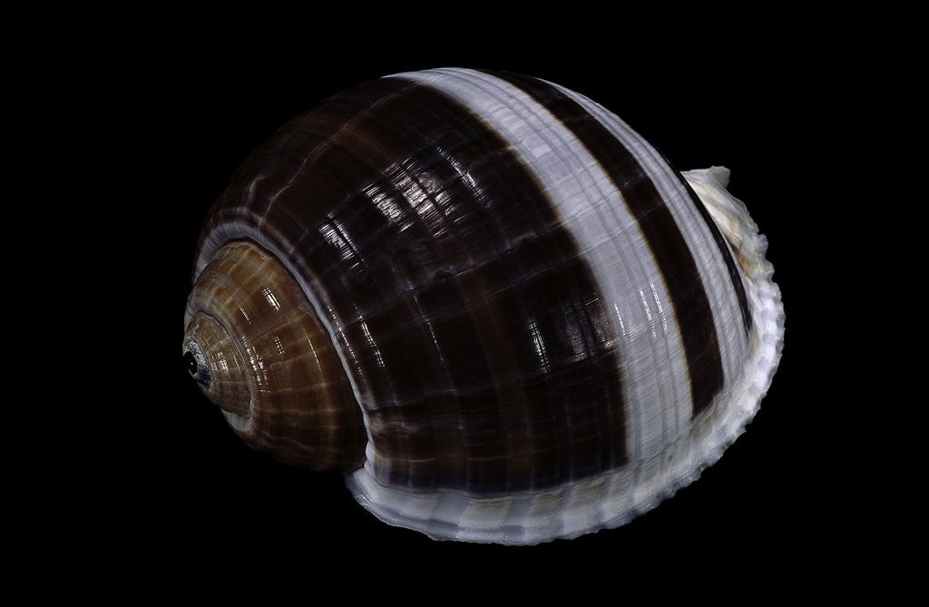 Detail of Tonna sulcosa by Anonymous