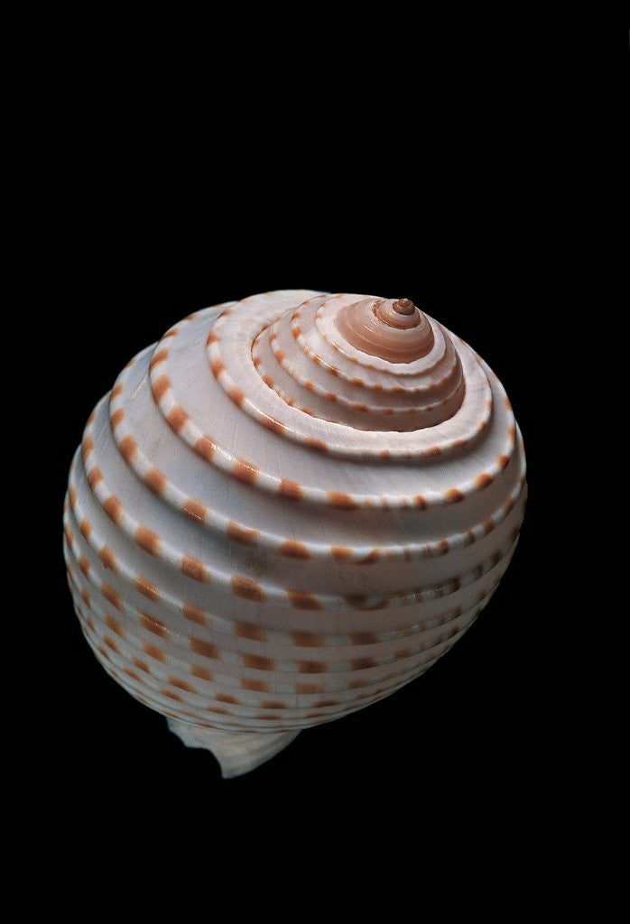 Detail of Tonna tessellata by Anonymous