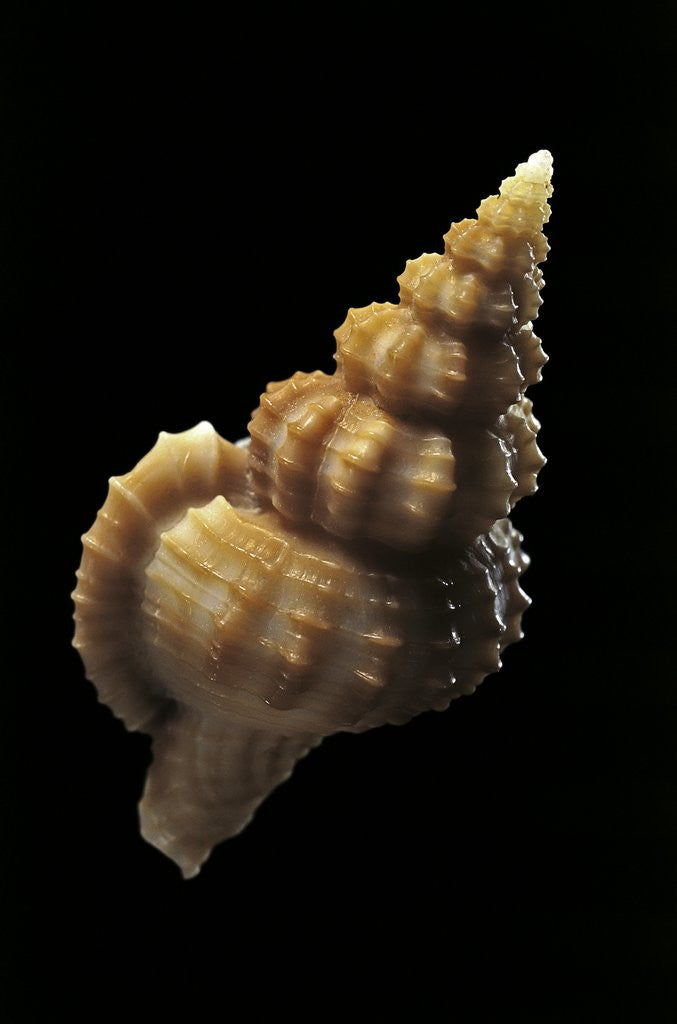 Detail of Trajana perideris by Anonymous