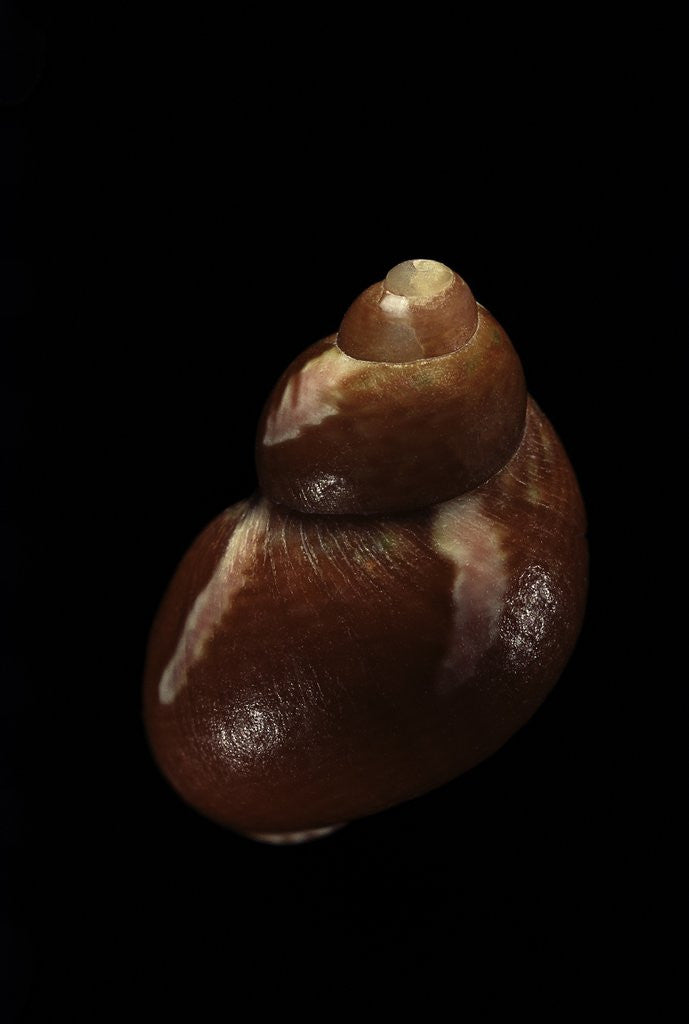 Detail of Tricolia capensis by Anonymous
