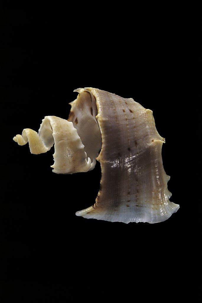 Trigonostoma milleri posters & prints by Corbis