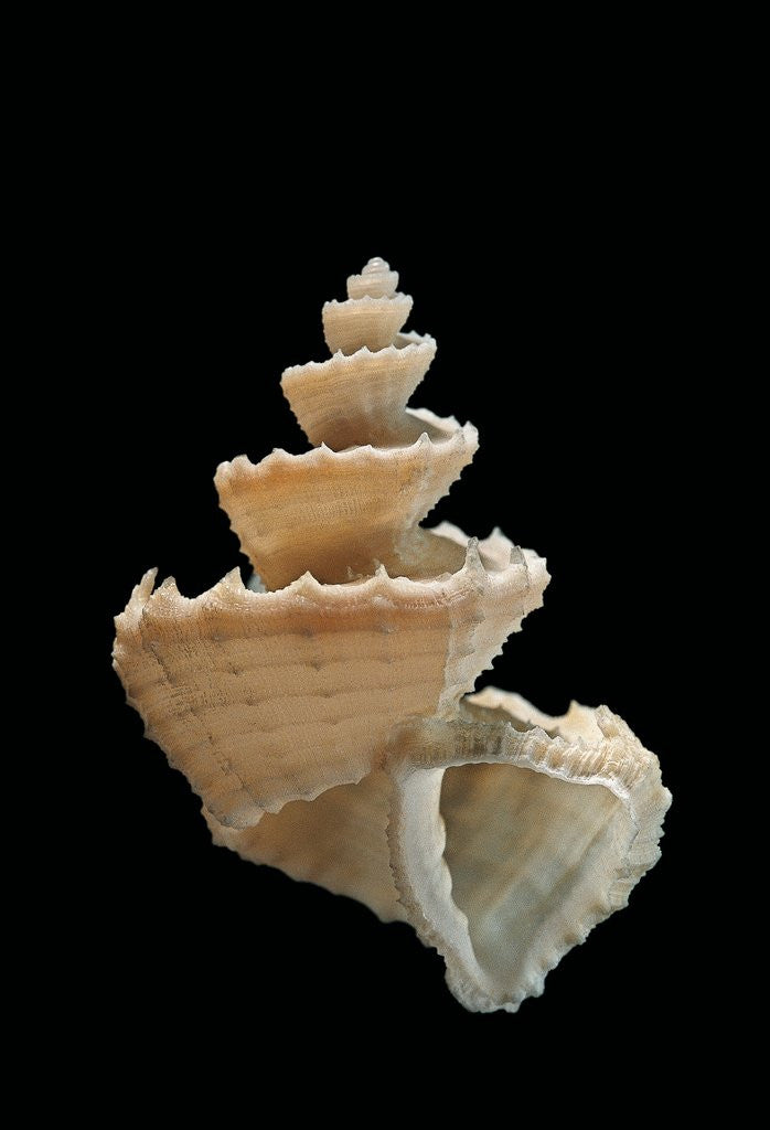 Detail of Trigonostoma pellucida by Anonymous