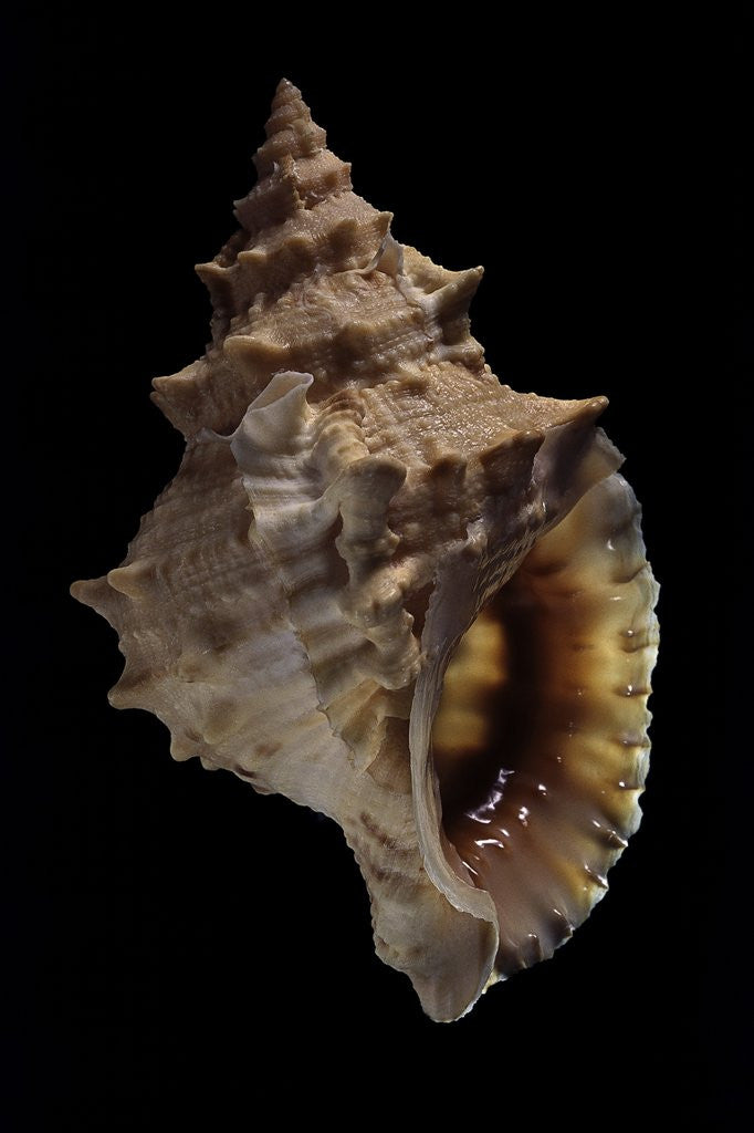 Detail of Tritonium bufo by Anonymous