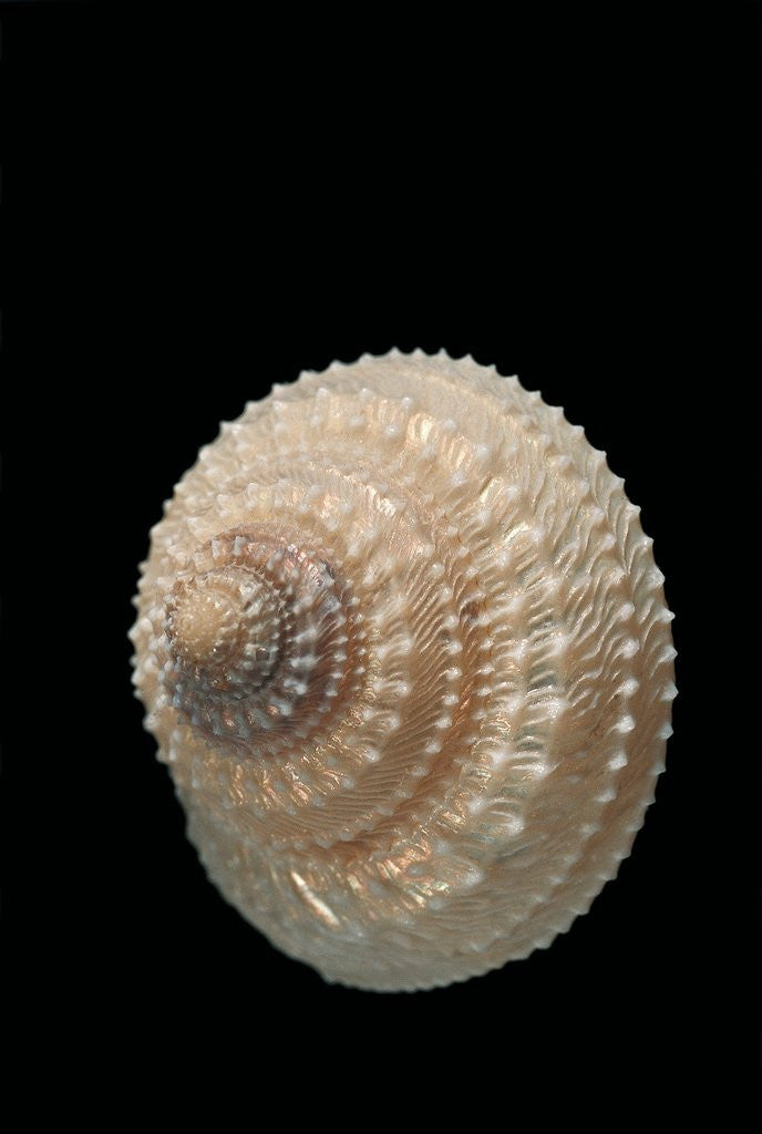 Detail of Trochus glyptus by Anonymous