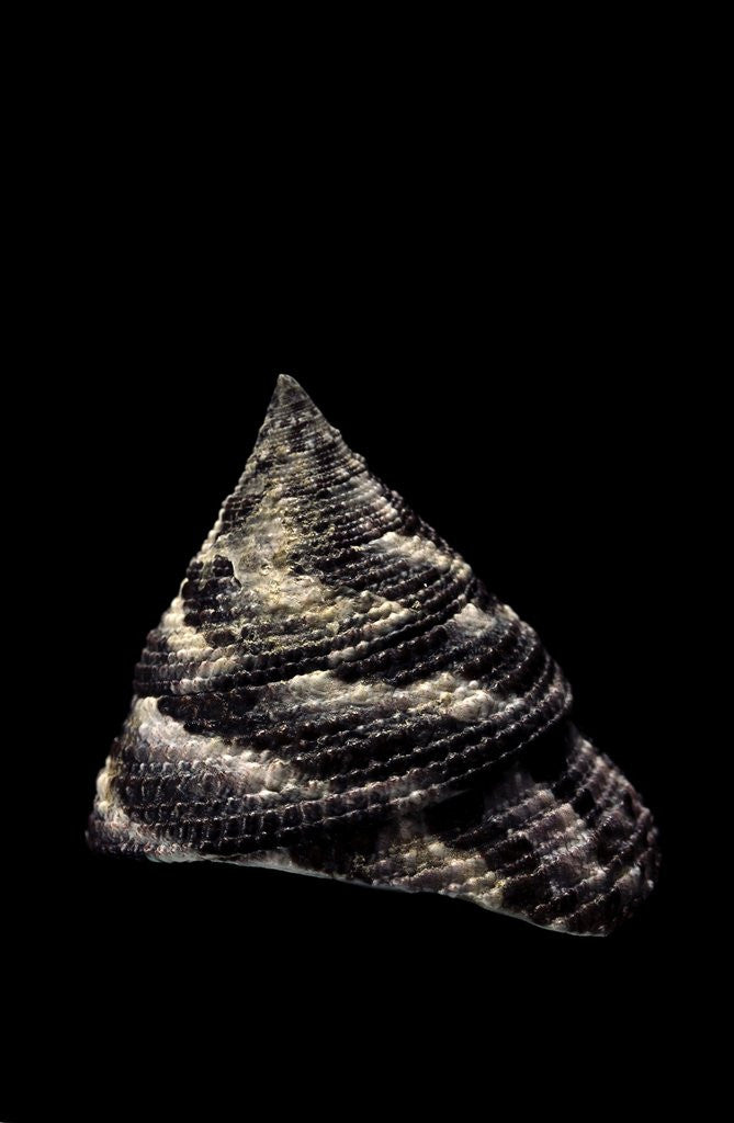 Detail of Trochus maculatus by Anonymous
