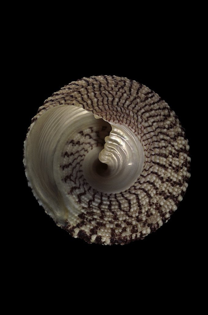 Detail of Trochus maculatus by Anonymous