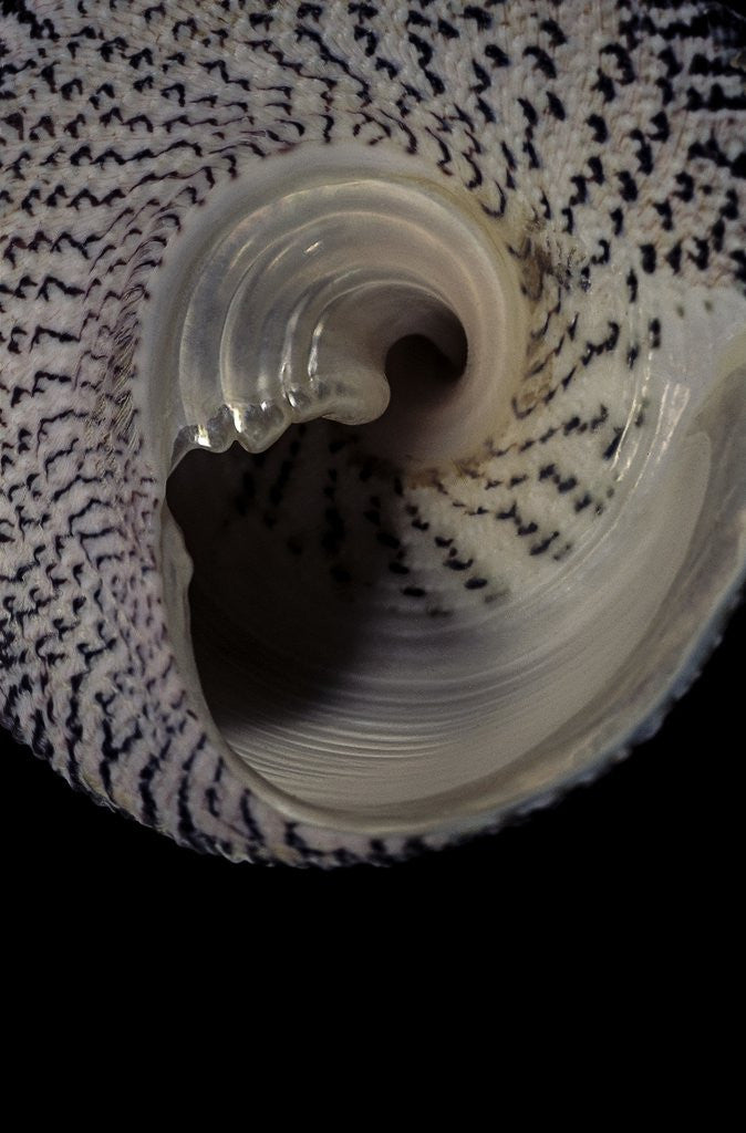Detail of Trochus maculatus by Anonymous