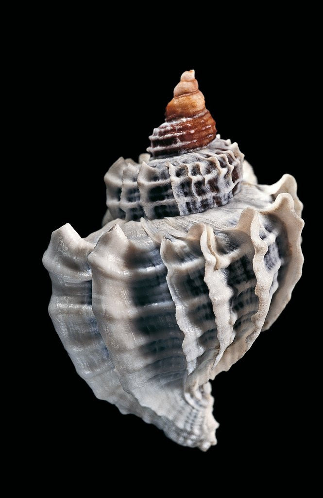 Detail of Trophon geversianus by Anonymous