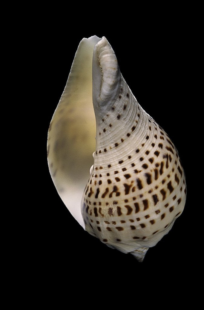 Detail of Turbinella pyrum by Anonymous