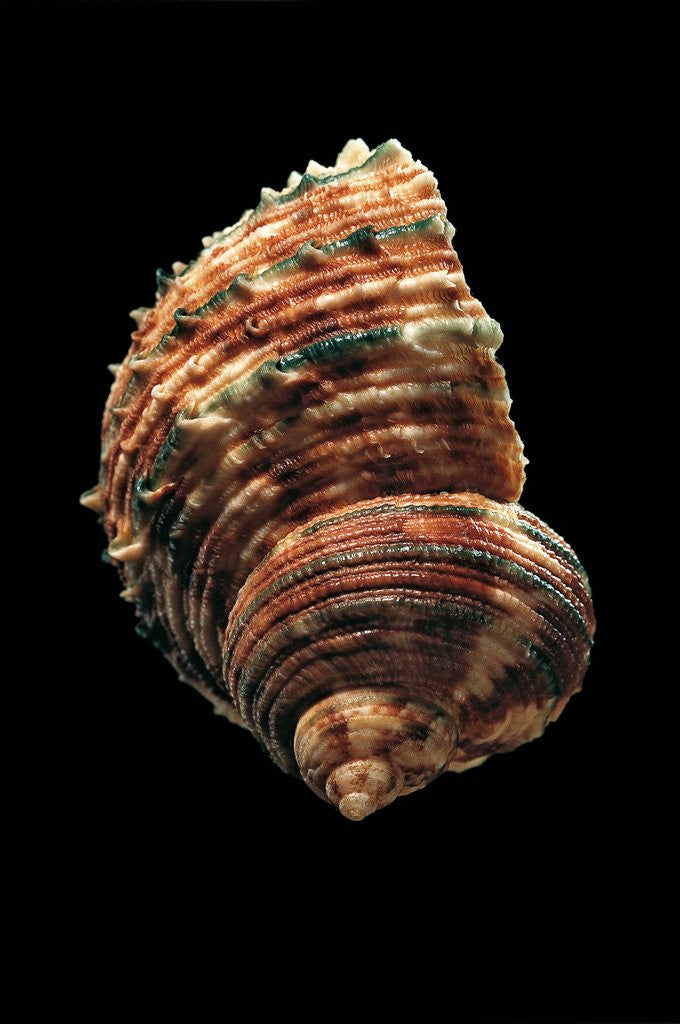 Detail of Turbo argyrostomus by Anonymous