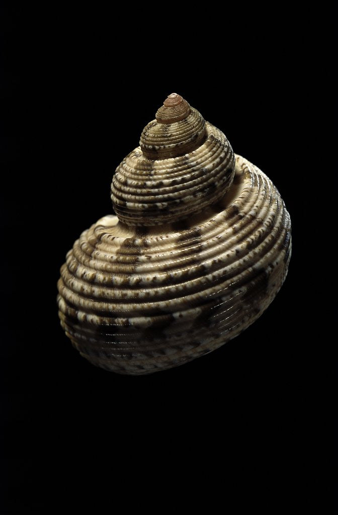 Detail of Turbo canaliculatus by Anonymous