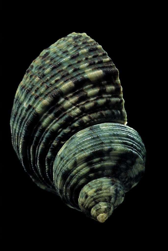 Detail of Turbo chrysostomus by Anonymous