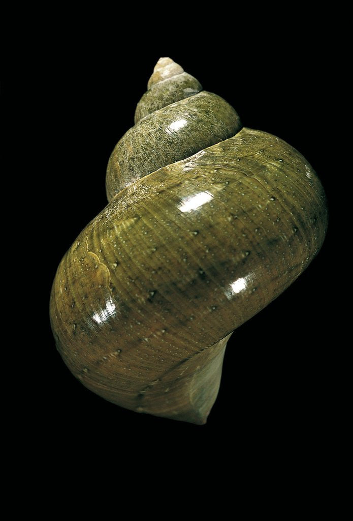 Detail of Turbo petholatus by Anonymous