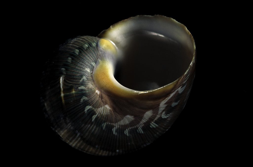 Detail of Turbo petholatus by Anonymous