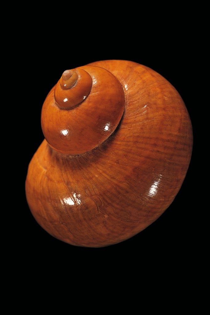 Detail of Turbo petholatus by Anonymous