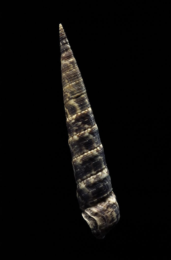 Detail of Turritella goniostoma by Anonymous