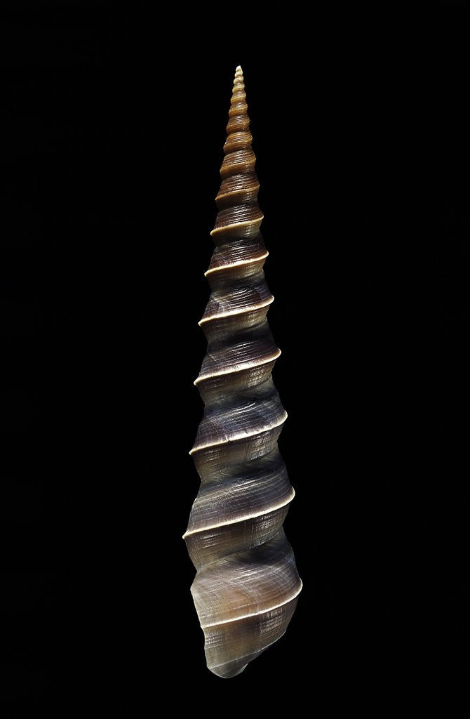 Detail of Turritella terebra by Anonymous