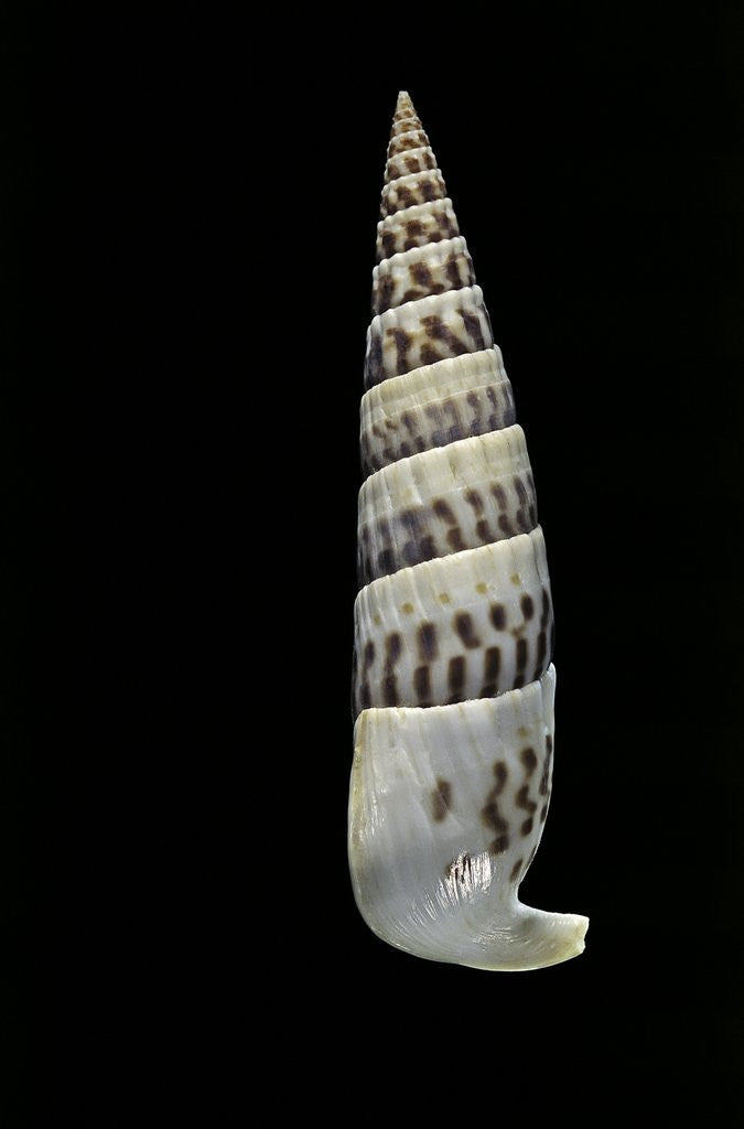 Detail of Vertagus fasciatus by Anonymous