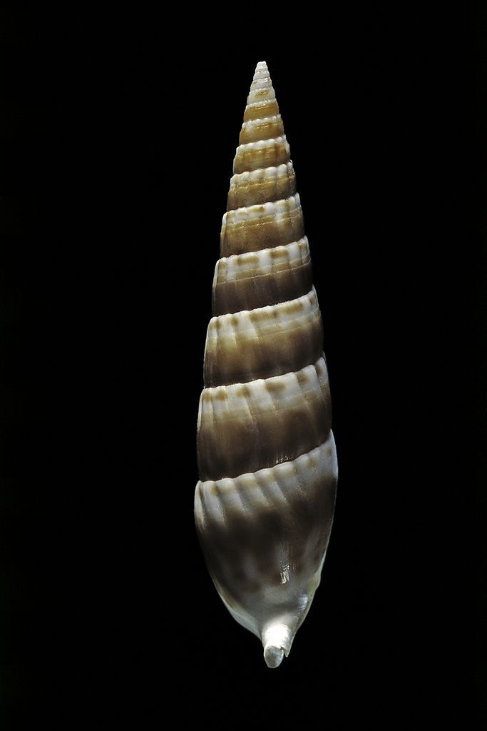 Detail of Vertagus fasciatus by Anonymous