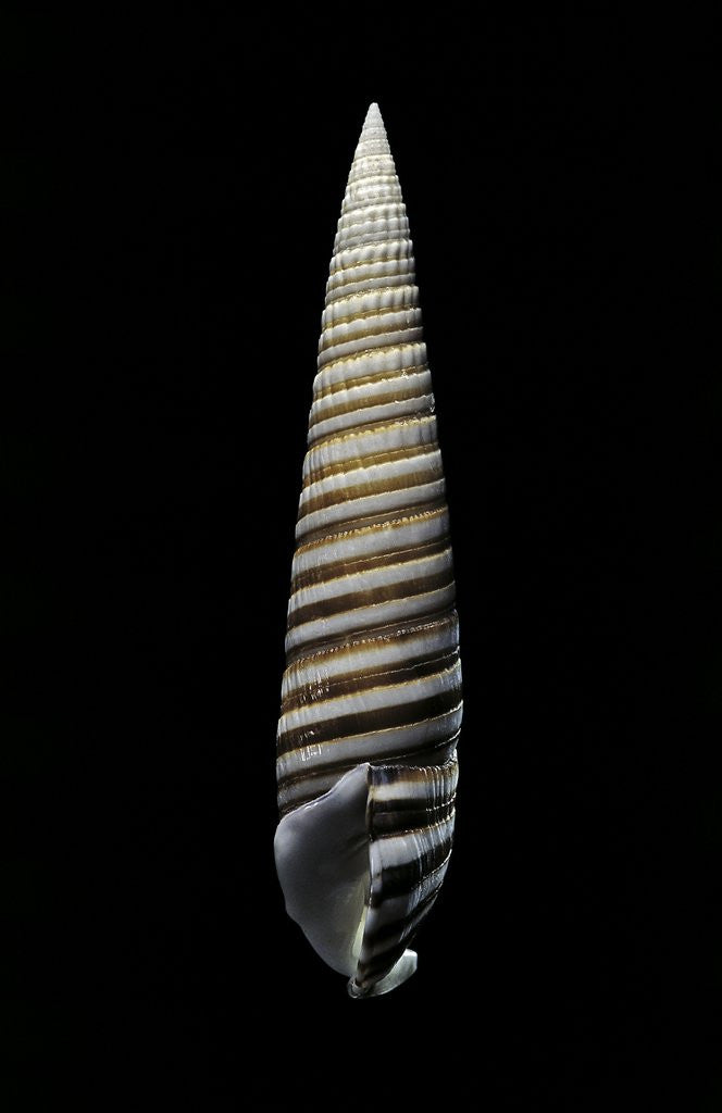 Detail of Vertagus fasciatus by Anonymous