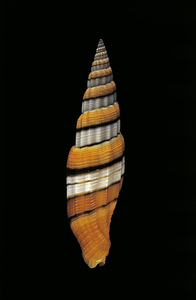 Detail of Vexillum regina by Anonymous