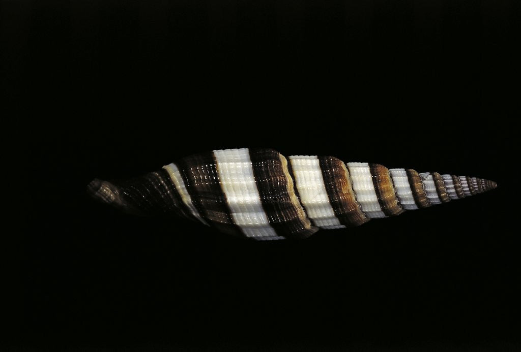 Detail of Vexillum regina filiareginae by Anonymous