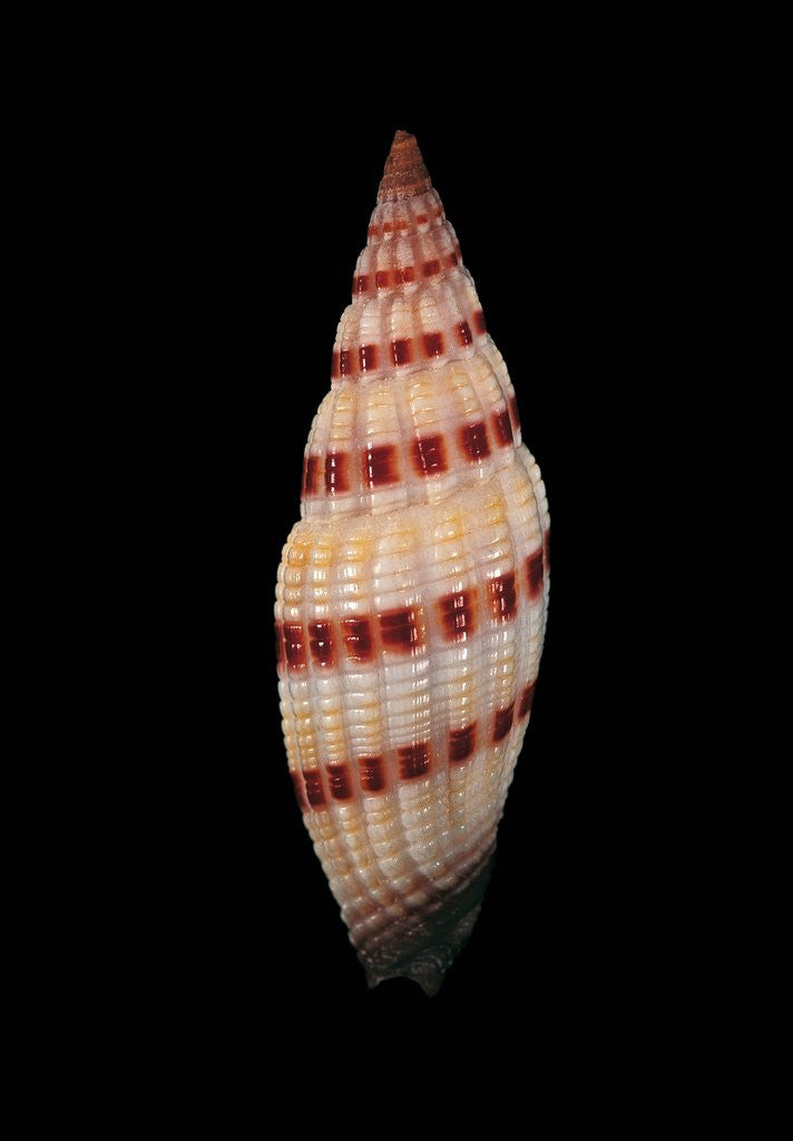 Detail of Vexillum sanguisugum by Anonymous