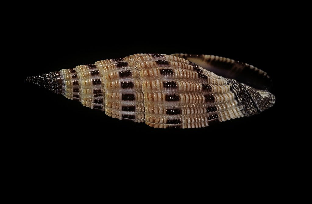 Detail of Vexillum sanguisugum by Anonymous