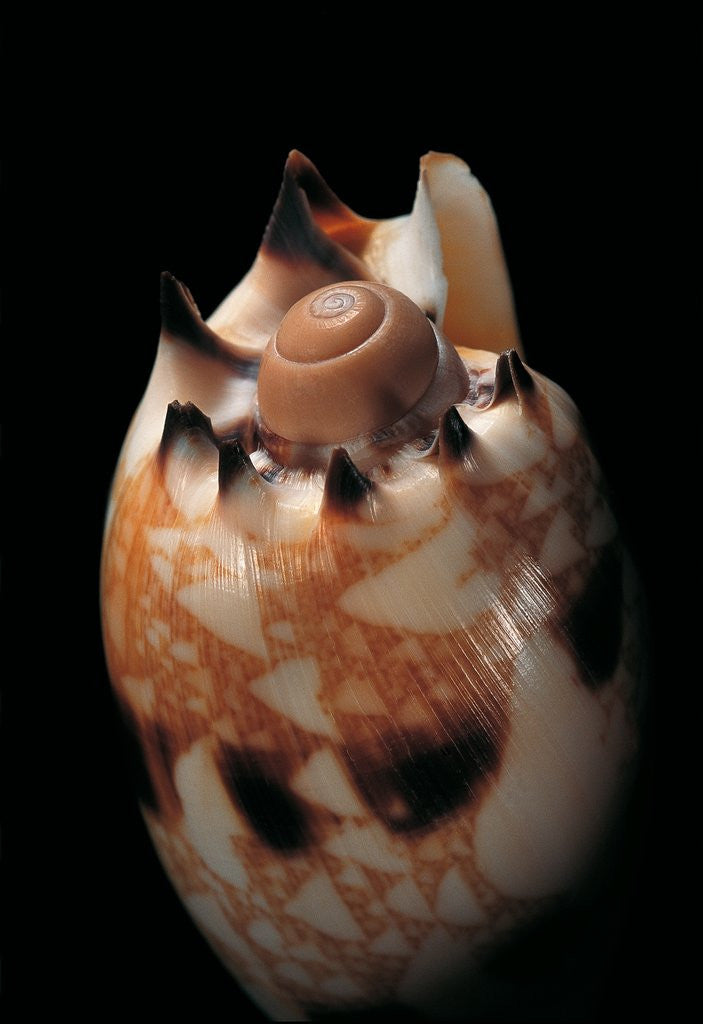 Detail of Voluta georginae by Anonymous