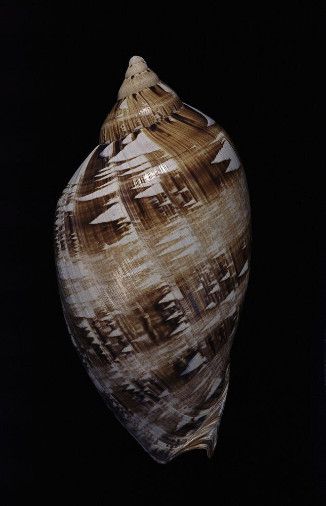 Detail of Voluta magnifica by Anonymous