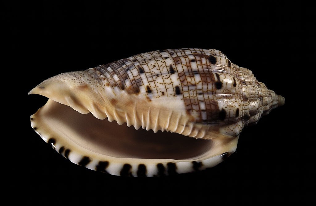 Detail of Voluta polypleura kotorai by Anonymous