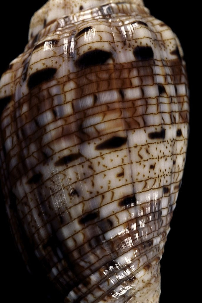 Detail of Voluta polypleura kotorai by Anonymous