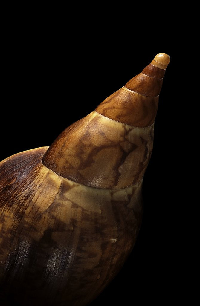 Detail of Voluta sowerbyi by Anonymous