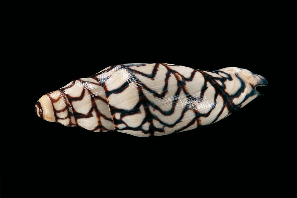 Detail of Volutoconus bednalli by Anonymous