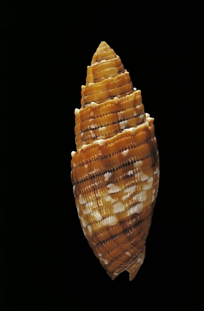 Detail of Mitra puncticulata by Anonymous