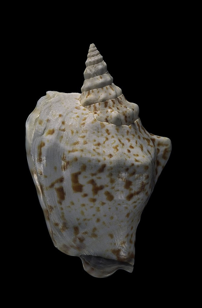 Detail of Strombus thersites by Anonymous