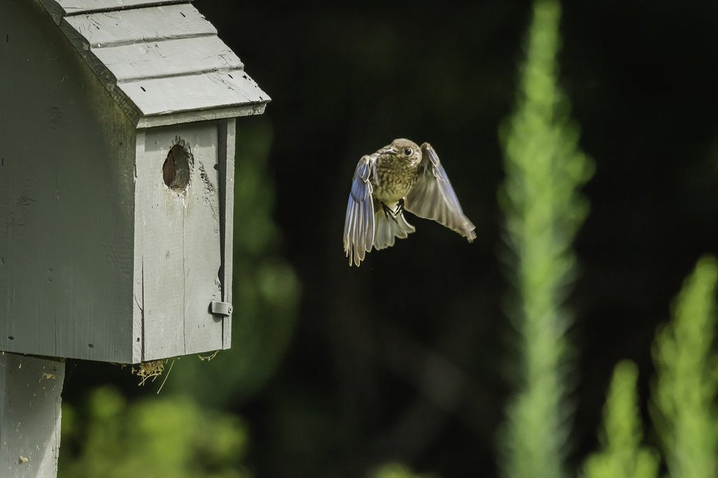 Detail of Eastern Bluebird by Anonymous