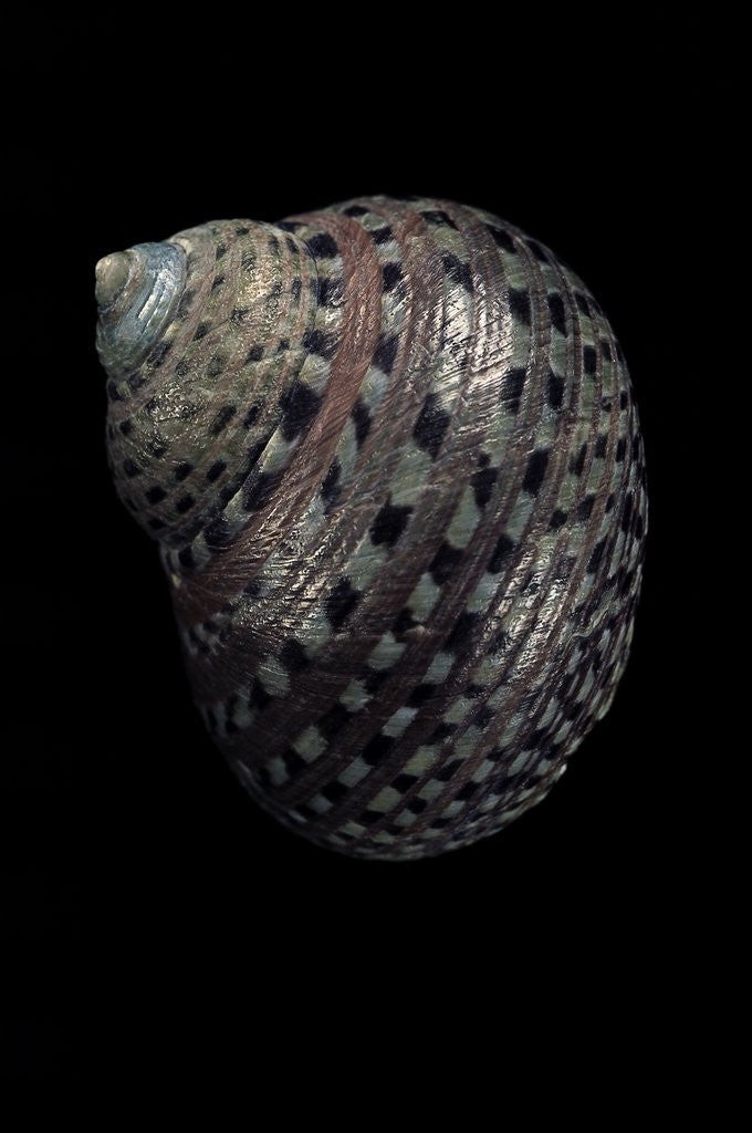 Detail of Monodonta canalifera by Anonymous