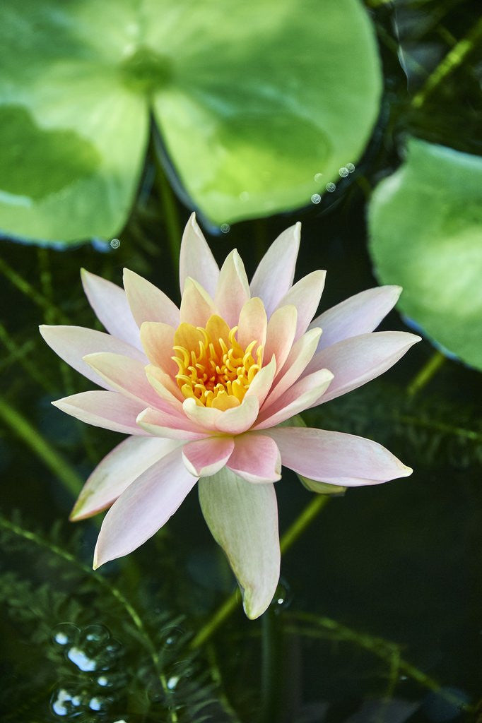 Detail of Water Lily by Anonymous