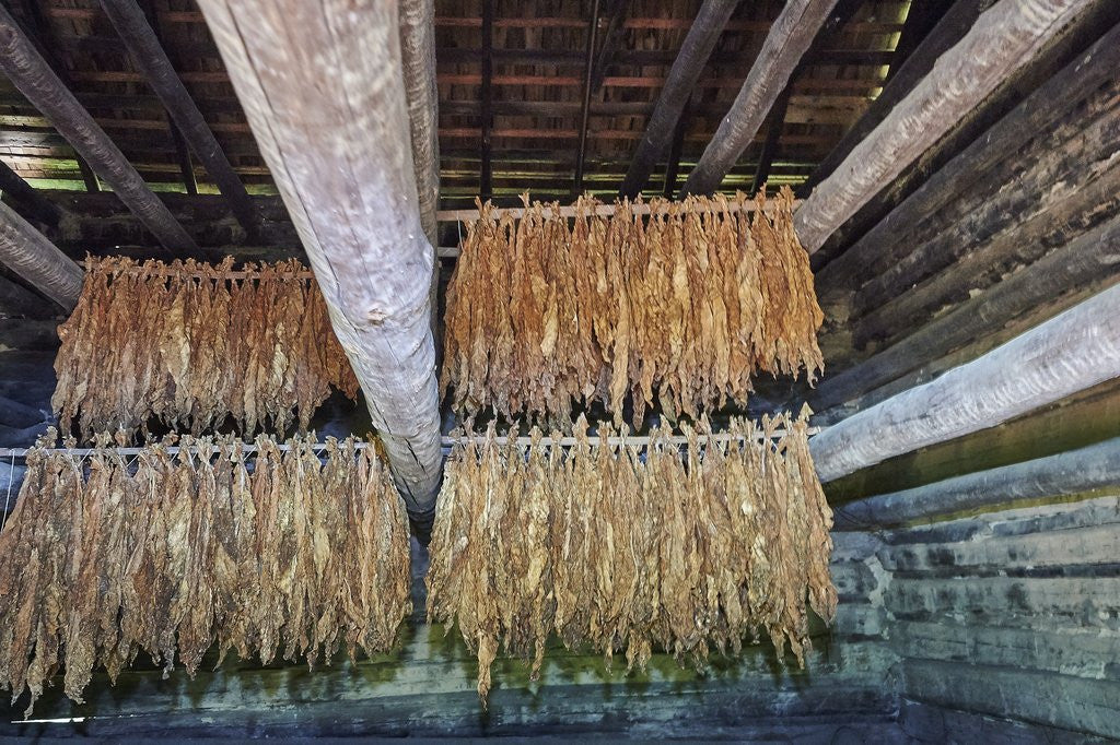Detail of Interior of tobacco barn by Anonymous