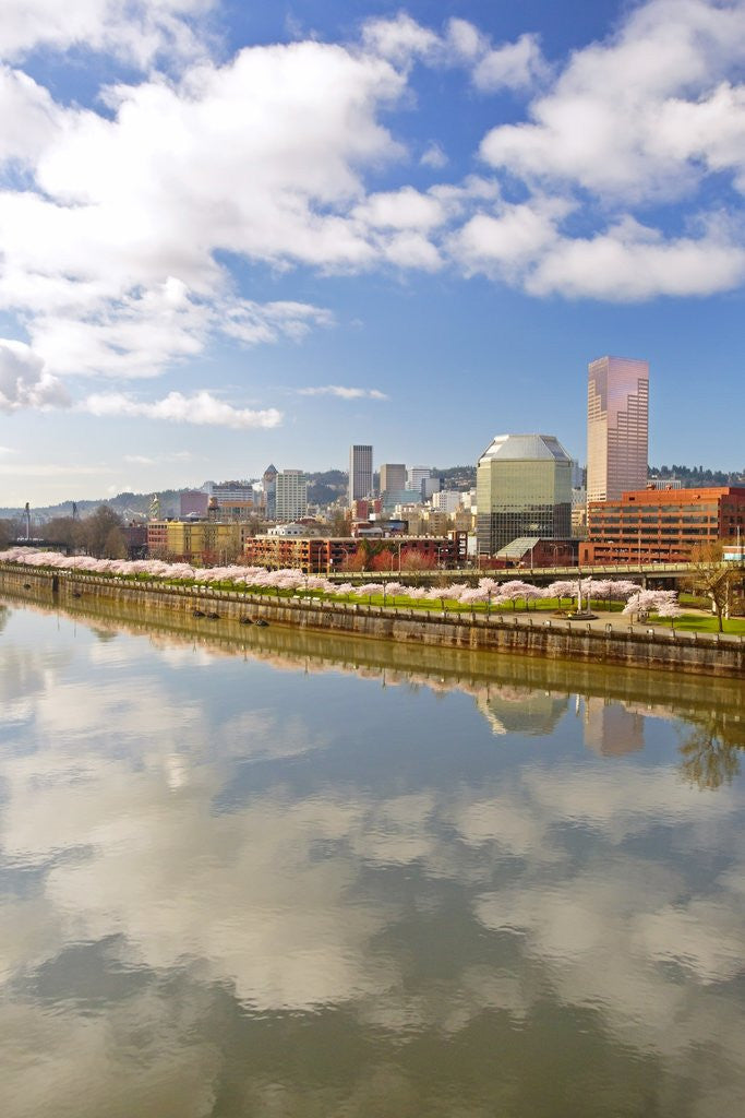 Detail of cherry trees along down town Portland and Willamette River, Portland Oregon by Anonymous