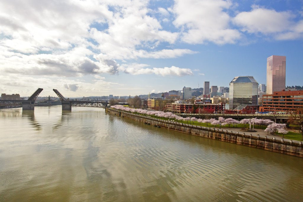 Detail of cherry trees along down town Portland and Willamette River, Portland Oregon by Anonymous