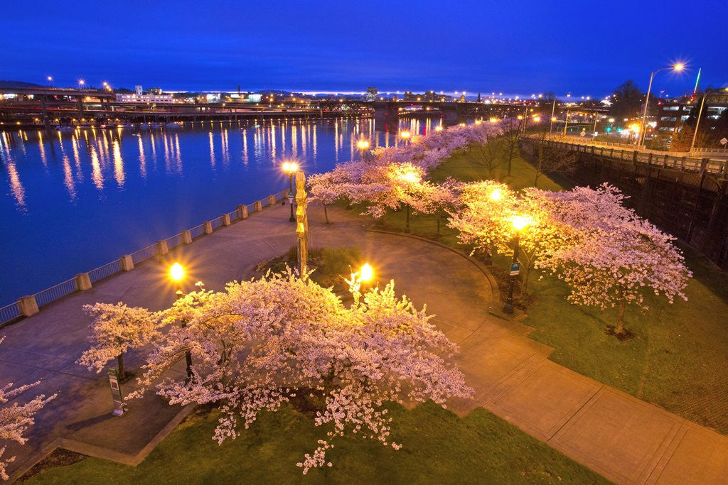 Detail of night image of cherry blossoms and water front park, Willamette River, Portland Oregon by Corbis
