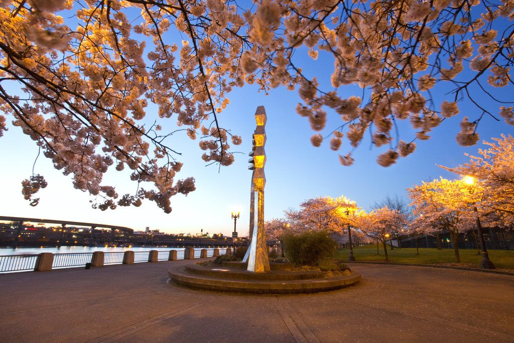Detail of night shot of cherry trees, Portland Water Front, Portland Oregon by Anonymous