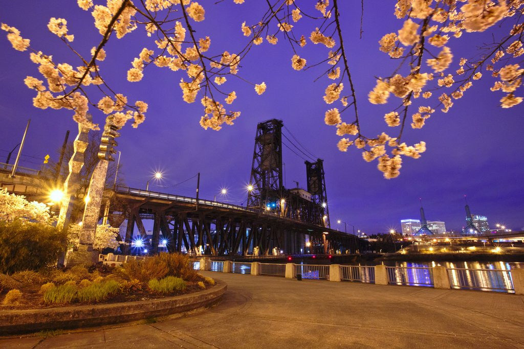 Detail of cherry blossoms and water front park, Steel ridge, Willamette River, Portland Oregon by Anonymous